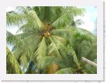 DSCN0070 * coconuts.... * 2592 x 1944 * (1.1MB)